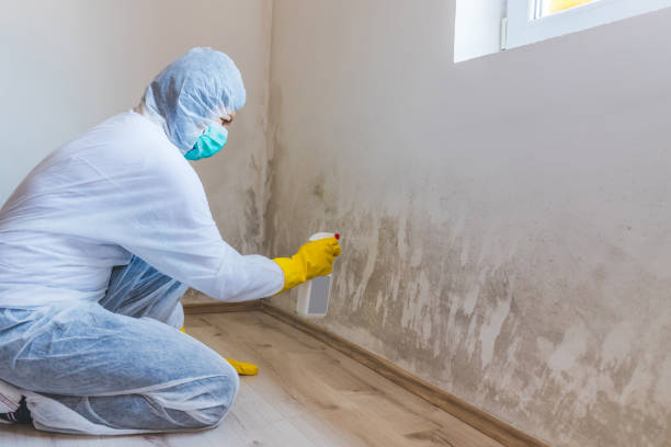 Mold Remediation specialist working in Chesapeake City